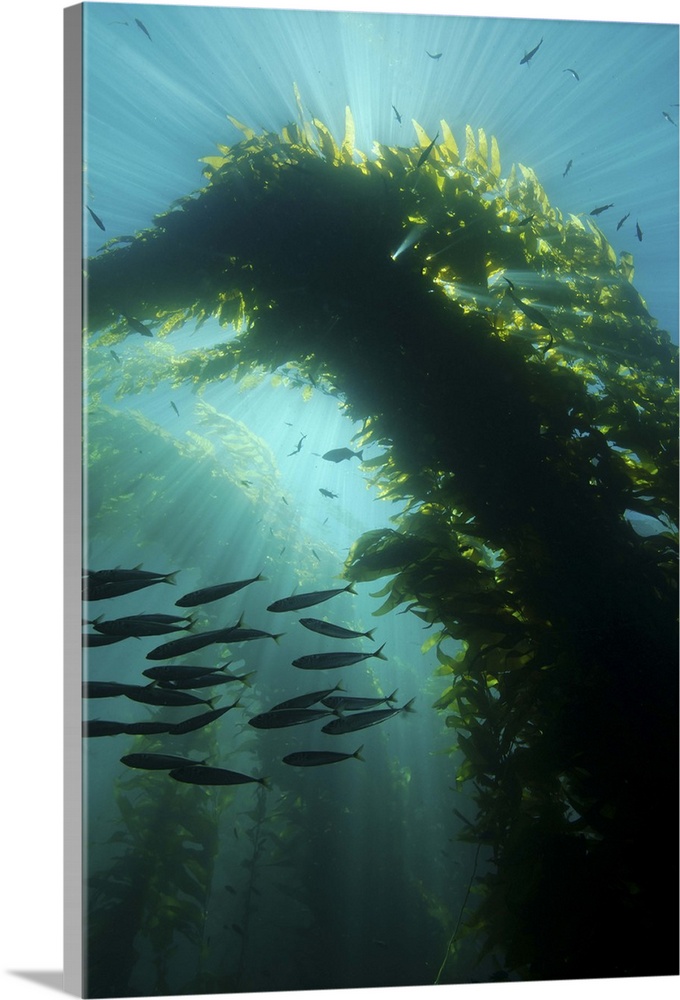 Sunrays shining through a cathedral of kelp.