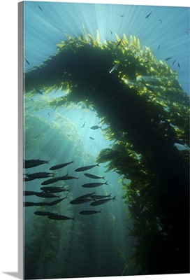 Sunrays shining through a cathedral of kelp
