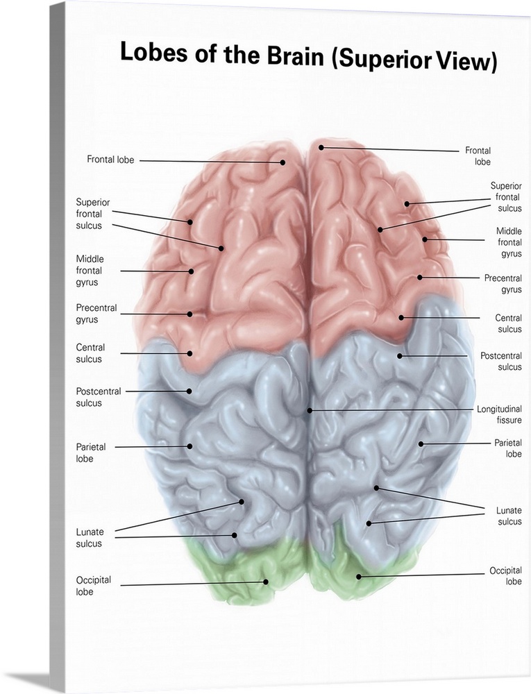 Superior view of human brain with colored lobes and labels.