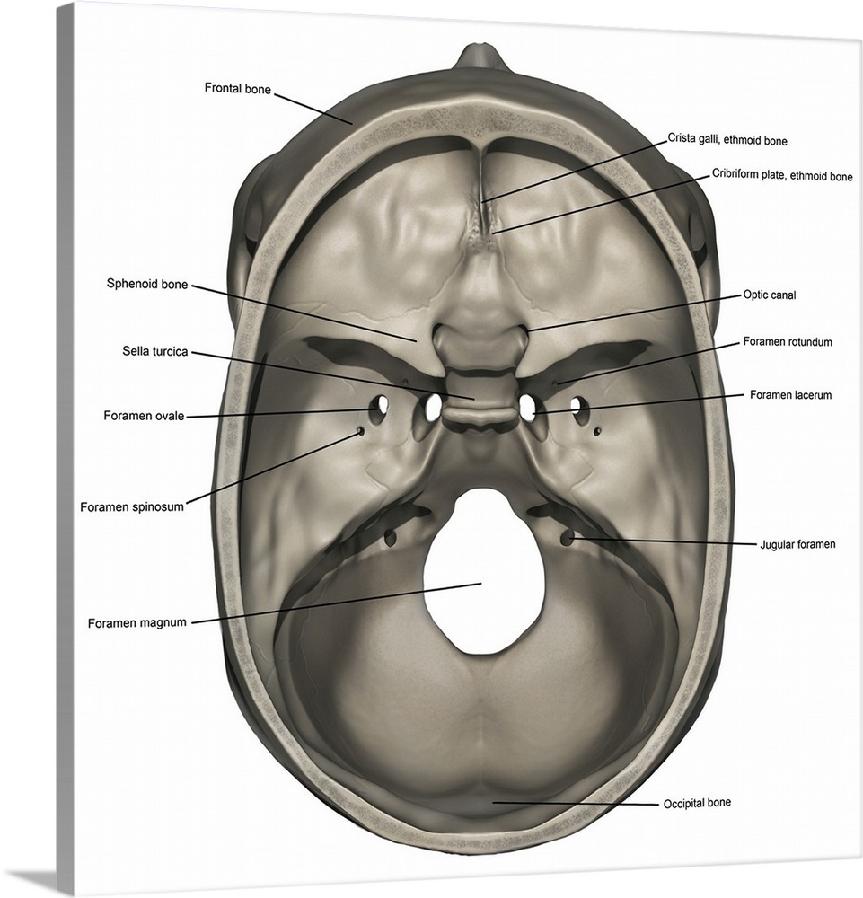 Superior view of human skull anatomy with annotations.