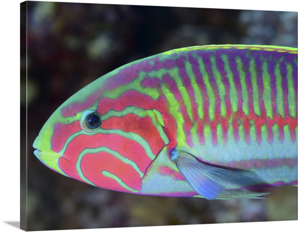 Surge wrasse (Thalassoma purpureum), Red Sea, Egypt.