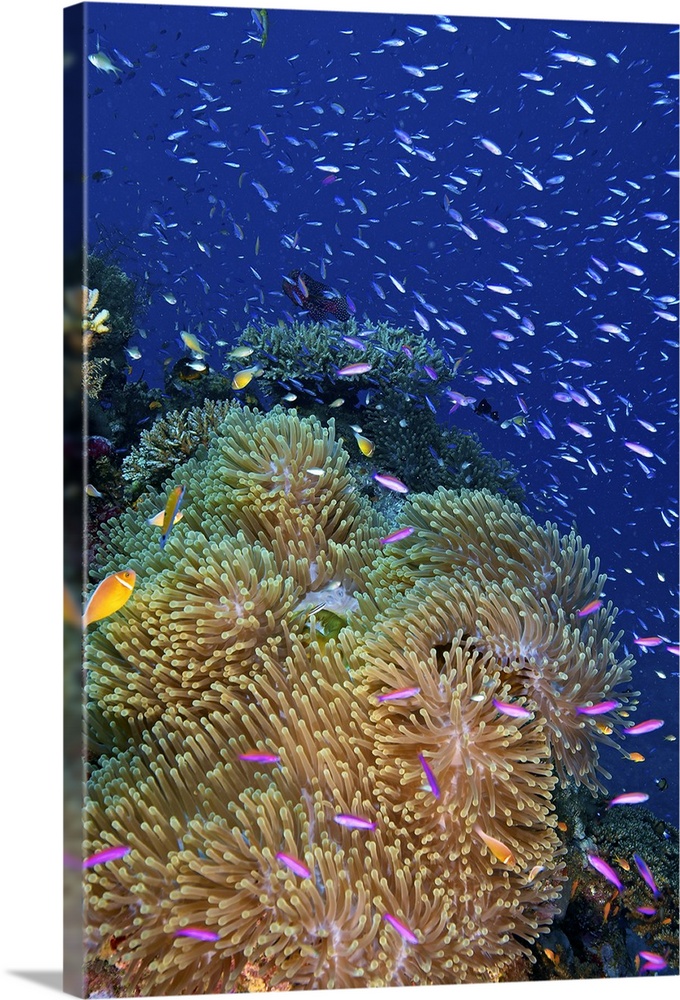 Swarms of small baitfish swim above a large sea anenome, Fiji.