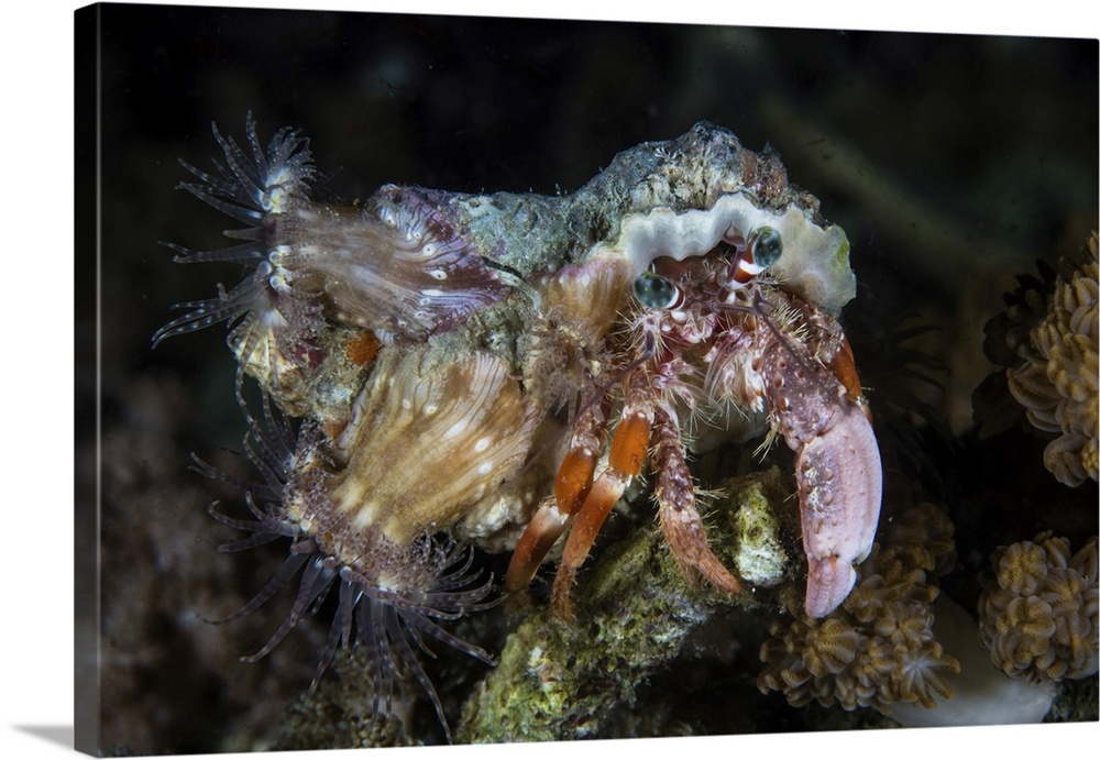 Symbiotic anemones cover the shell of a hermit crab.