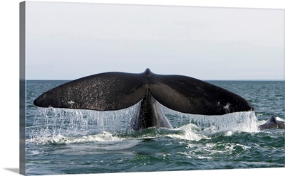 Tail fluke of a southern right whale.  The tail of a small whale calf is visible.