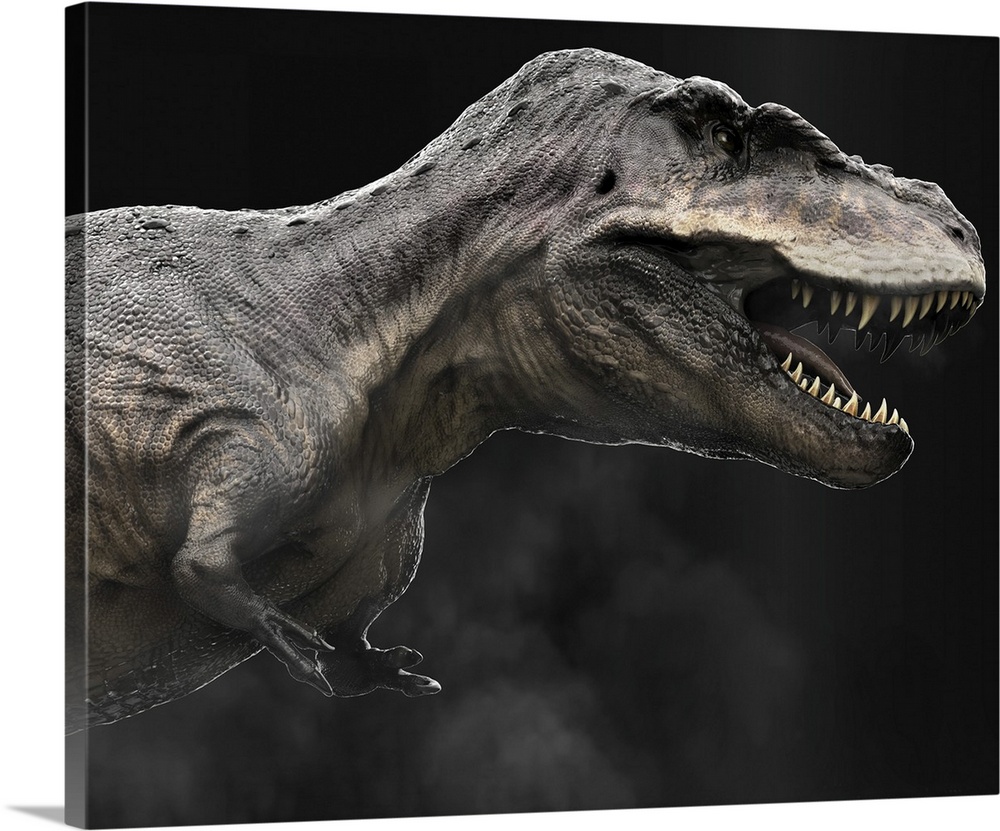 Tarbosaurus dinosaur, profile view.