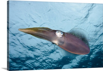 The Caribbean reef squid in shallow near shore water of the Caribbean.