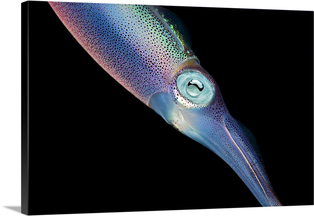 The Caribbean reef squid (Sepioteuthis sepioidea) in shallow near shore water of the Caribbean.