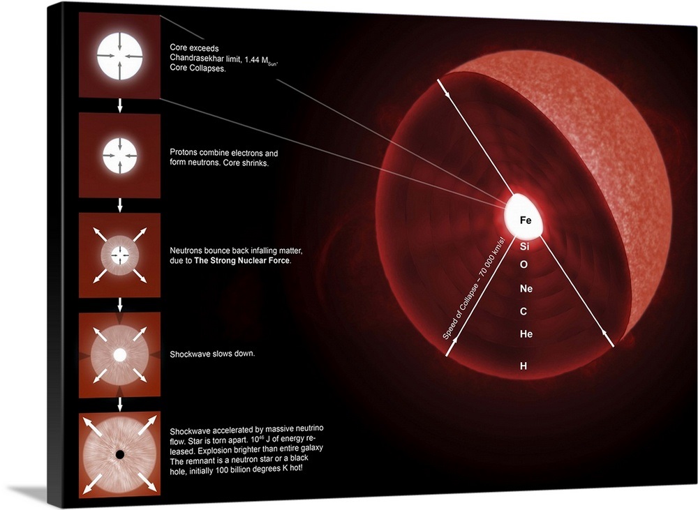 The final stages of the life of a massive star, which will go supernova