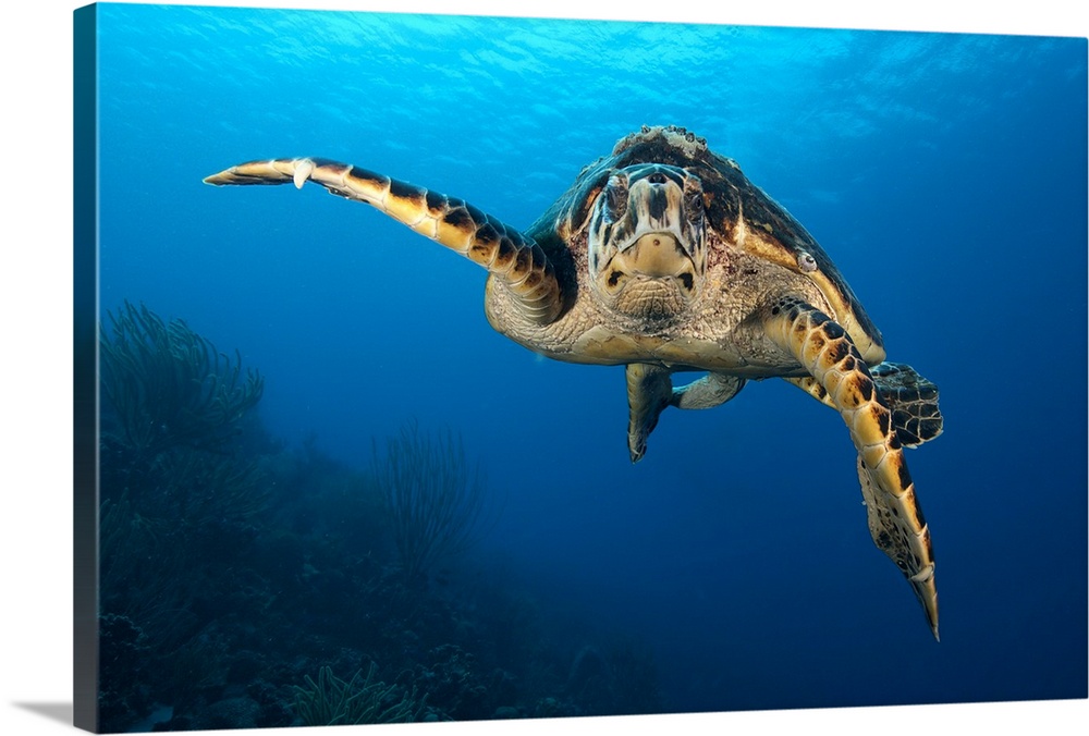 The hawksbill sea turtle (Eretmochelys imbricata) swims in the waters off the coast of Bonaire, Caribbean Netherlands. The...