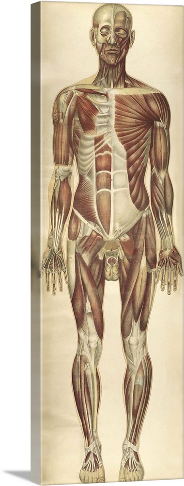 The human body with superimposed colored plates, by Julien Bougle, circa 1899.