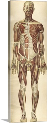 The human body with superimposed colored plates by Julien Bougle