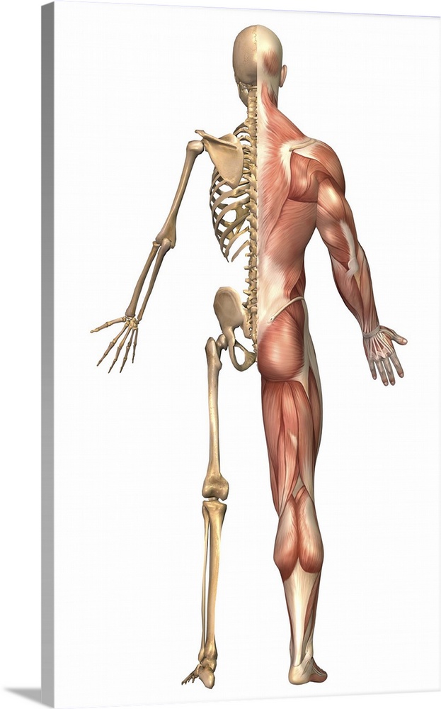 Medical illustration of the human skeleton and muscular system, back view.