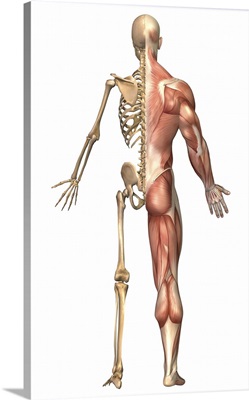 The human skeleton and muscular system, back view