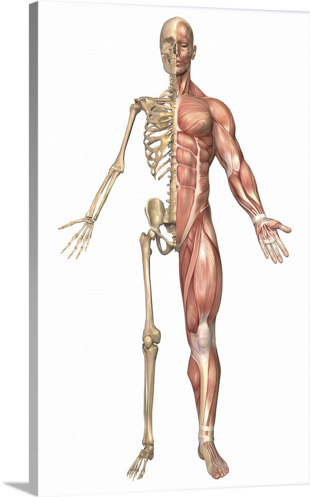 Medical illustration of the human skeleton and muscular system, front view.