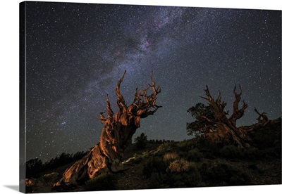 The Milky Way Above An Ancient Bristlecone Pine