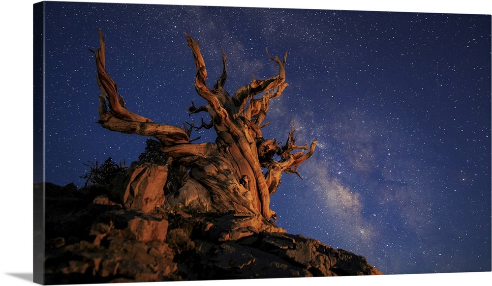 The Milky Way above an ancient bristlecone pine.