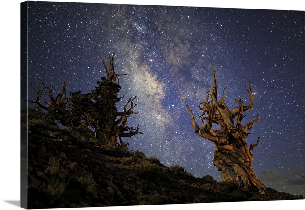 The Milky Way and ancient bristlecone pine.