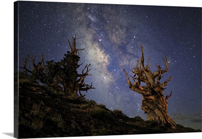 The Milky Way And Ancient Bristlecone Pine