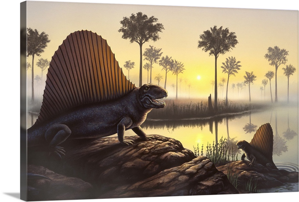 The sailed-back Dimetrodon, which was actually a mammal-like reptile and not a dinosaur, sunbathes in a primordial swamp.