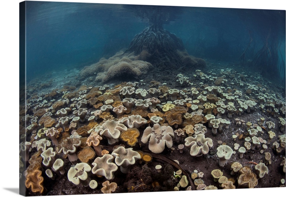 The seafloor in a mangrove forest is covered by soft leather corals.