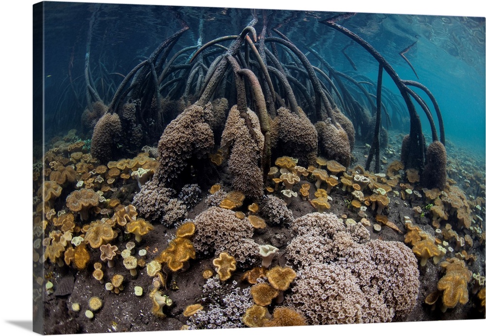 The seafloor in a mangrove forest is covered by soft leather corals.