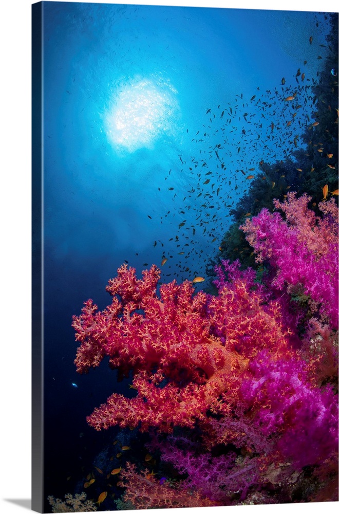 The sun shines down over a coral reef and schooling fish in the Red Sea.