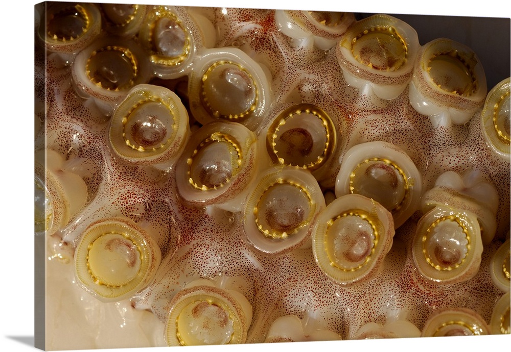 The toothed suckers on a humboldt squid (Dosidicus gigas), Sea of Cortez, Mexico.