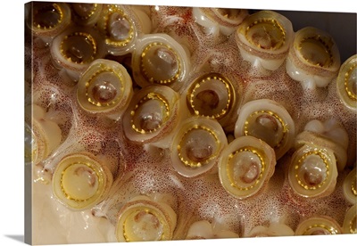 The toothed suckers on a humboldt squid, Sea of Cortez, Mexico.