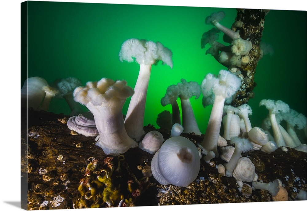 These plumose anemone rise from piers in Puget Sound, Washington.