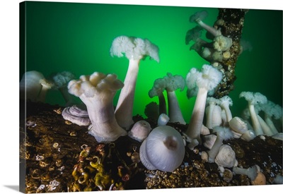These plumose anemone rise from piers in Puget Sound, Washington