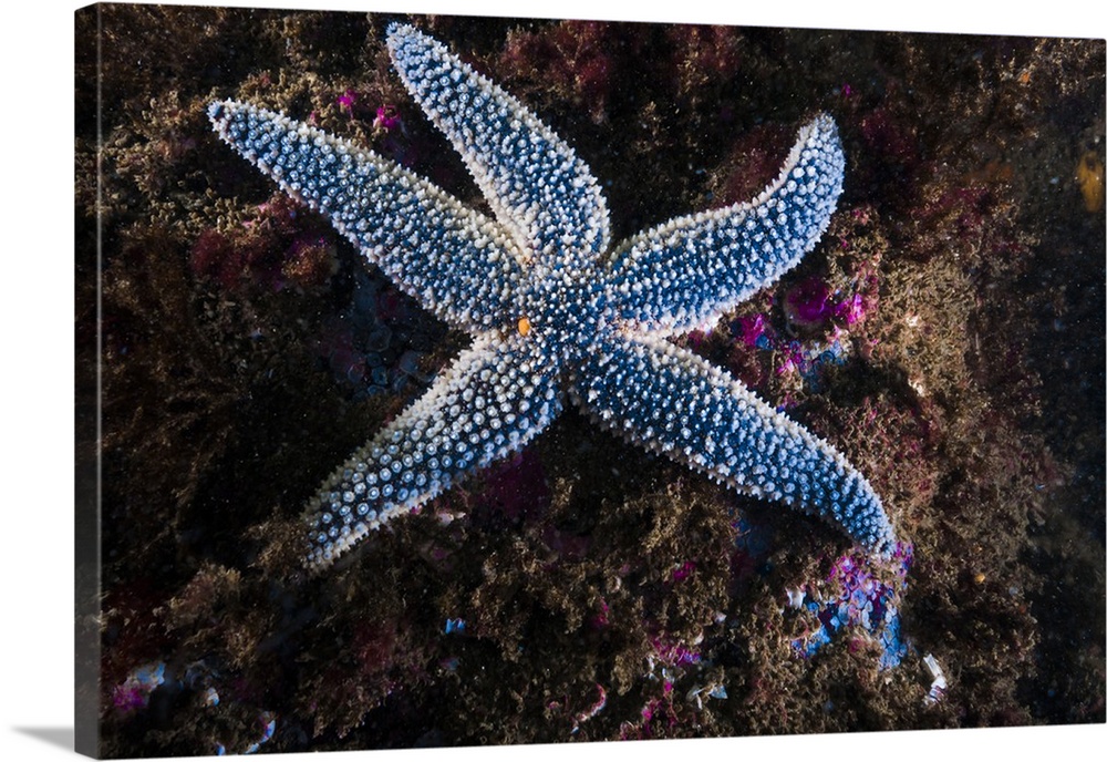 This Forbes common sea star is found in northeaster waters of Maine.