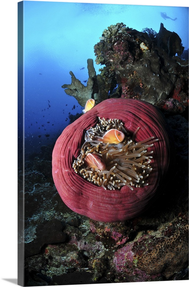 Three pink anemonefish in a circular pink anemone, North Sulawesi.