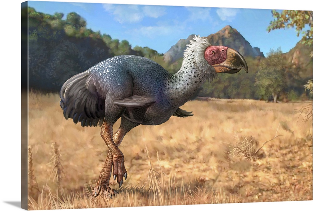 Titanis walleri, a flightless carnivorous bird from the Pleistocene epoch.