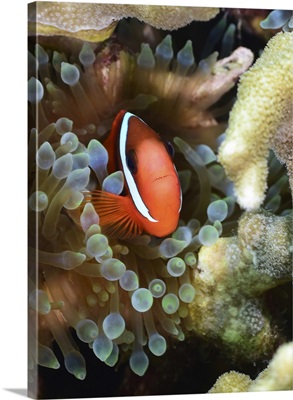 Tomato Clownfish, Yap, Micronesia