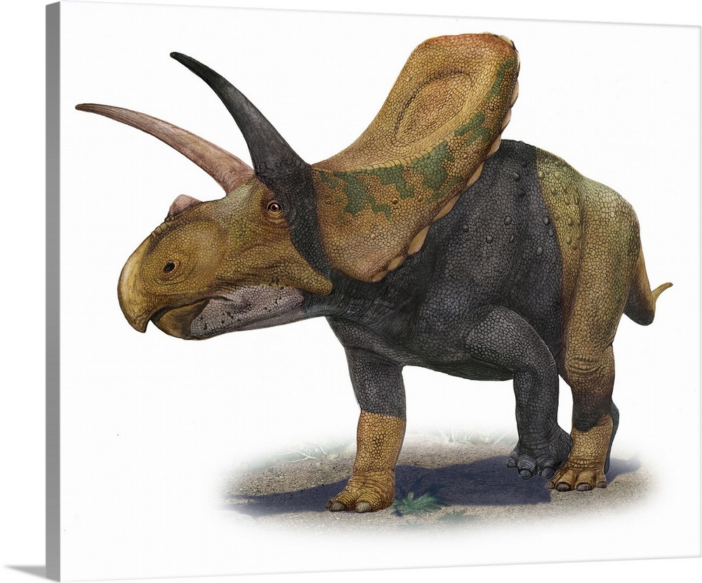 Torosaurus latus, a prehistoric era dinosaur.