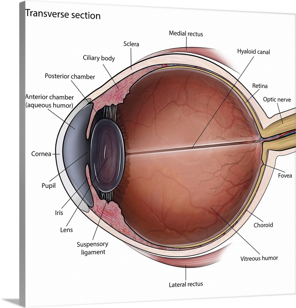Transverse section of eye anatomy with labels.