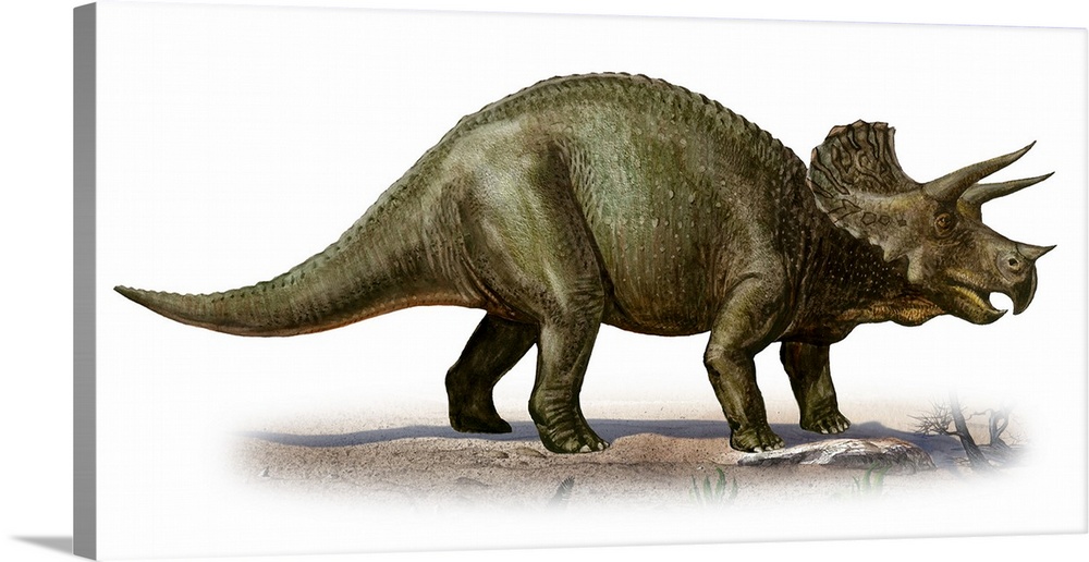 Triceratops prorsus, a prehistoric era dinosaur.