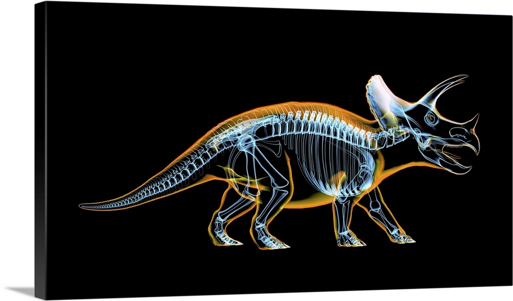 Triceratops skeleton with x-ray effect.