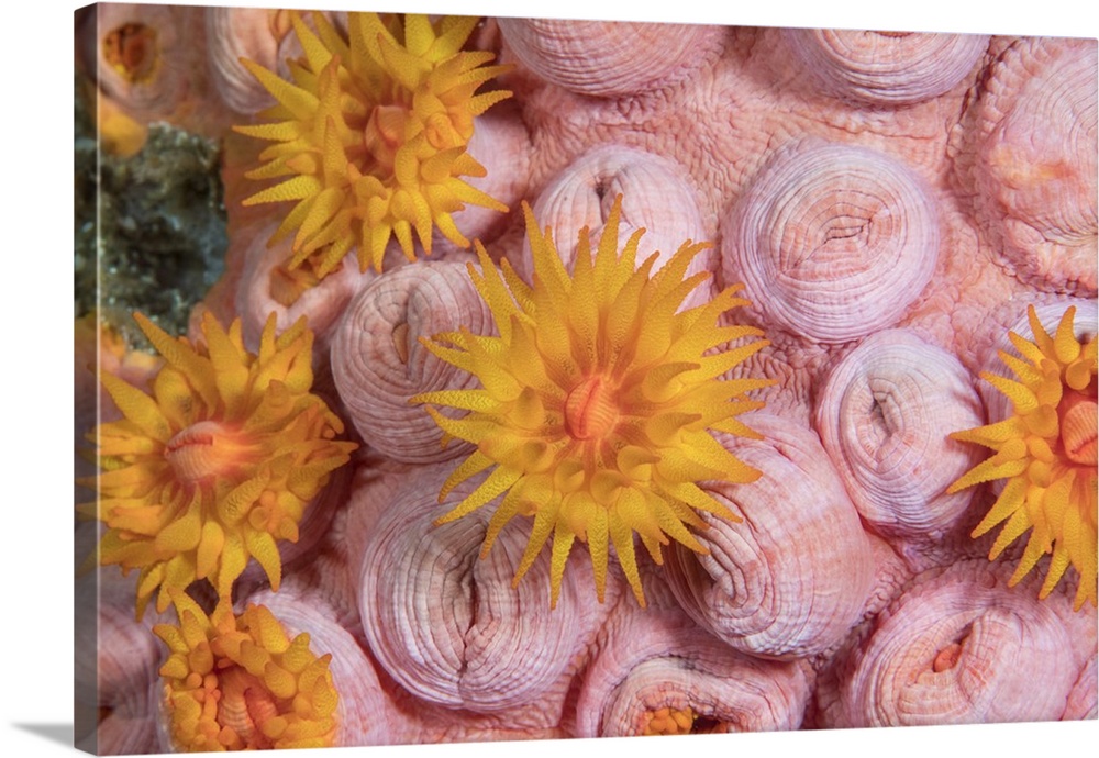 Tubastraea cup coral in Komodo National Park, Indonesia.