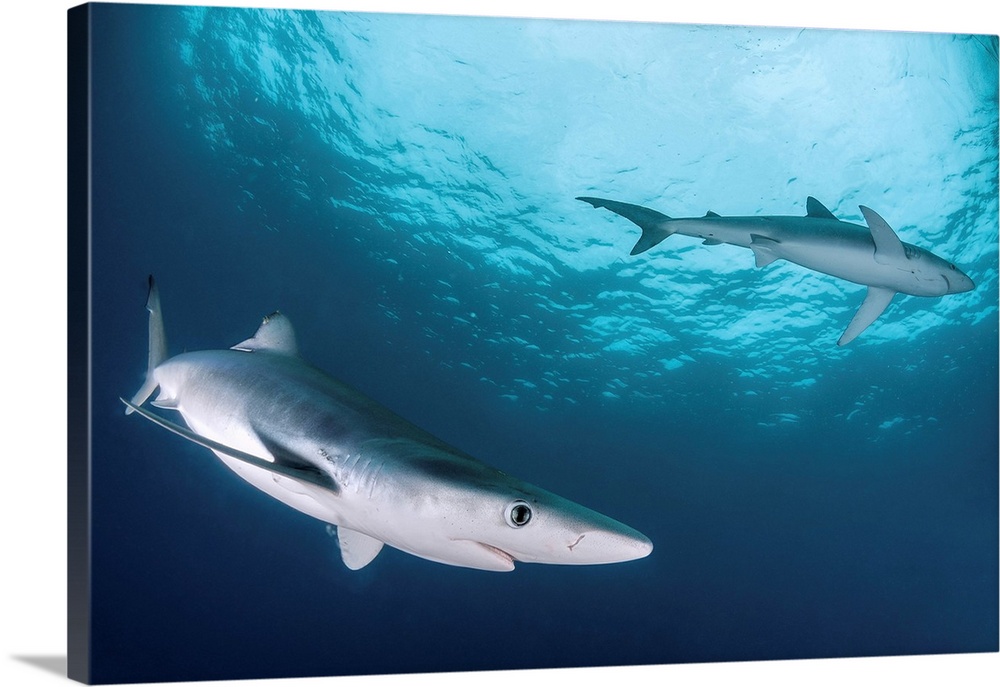Two blue sharks (Prionace glauca), South Africa.