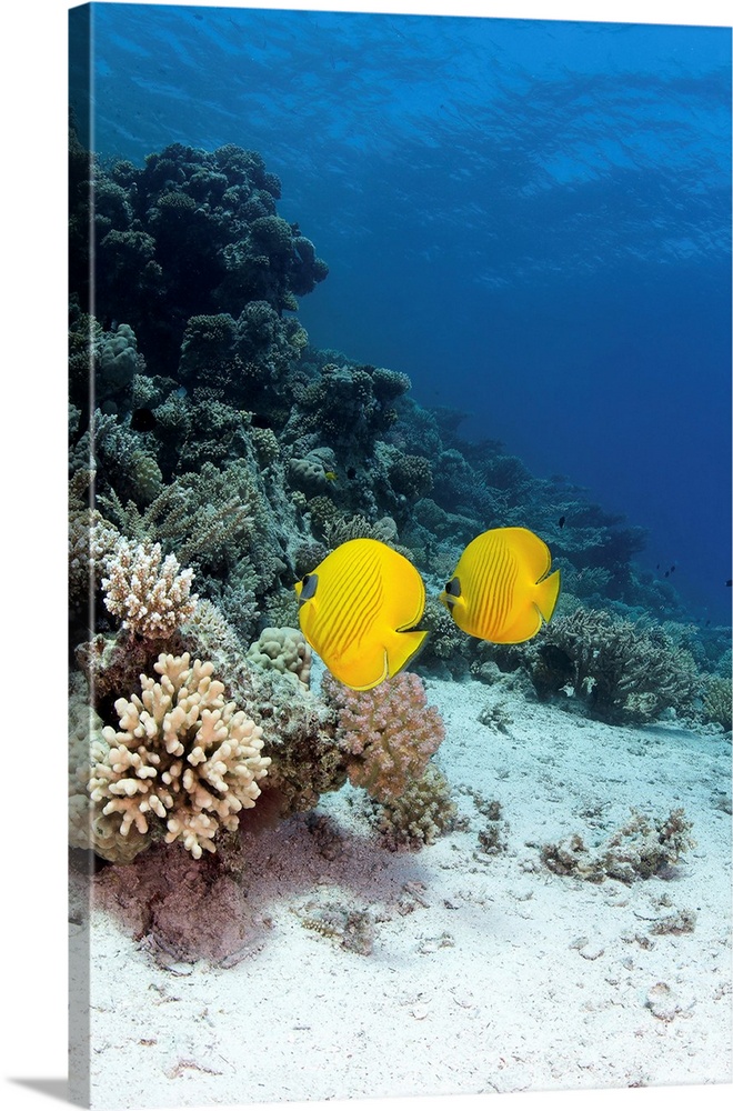 Two butterflyfish swim over a coral reef in the Red Sea, Egypt.