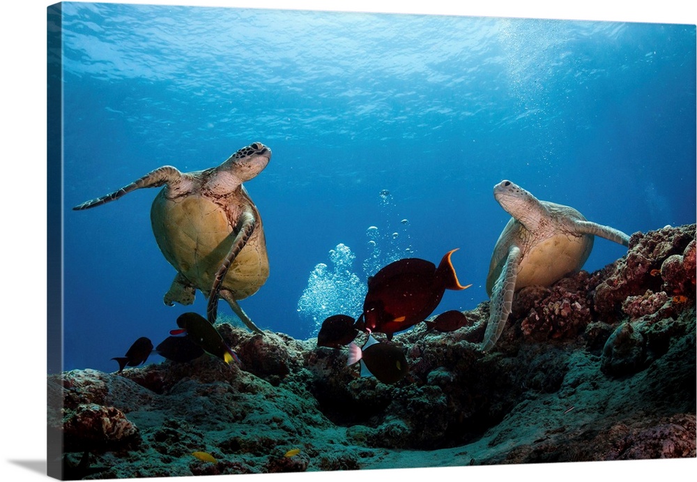 Two green turtles swimming over the reefs surrounding Sipadan, Malaysia.