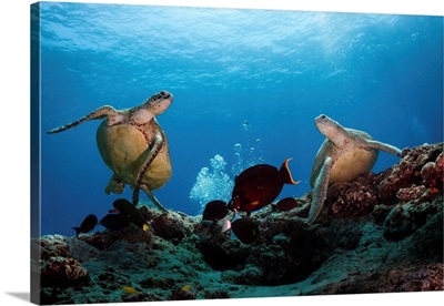 Two Green Turtles Swimming Over The Reefs Surrounding Sipadan, Malaysia