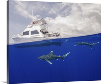 Two oceanic white tip sharks swim under a boat at Cat Island in the Bahamas.