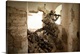 image thumbnail of U.S. Army Rangers in Afghanistan combat scene.