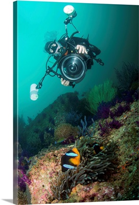 Underwater photographer capturing the picture of a black and orange clownfish