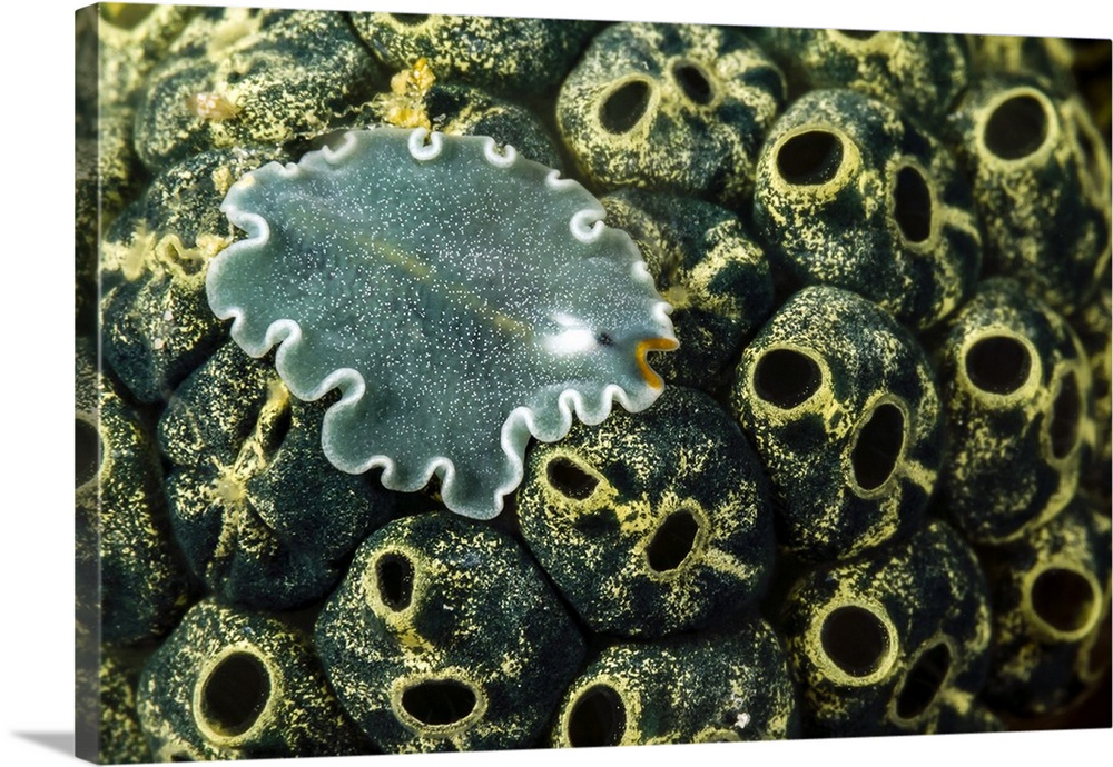 Undescribed flatworm on tunicates, New Ireland, Papua New Guinea.