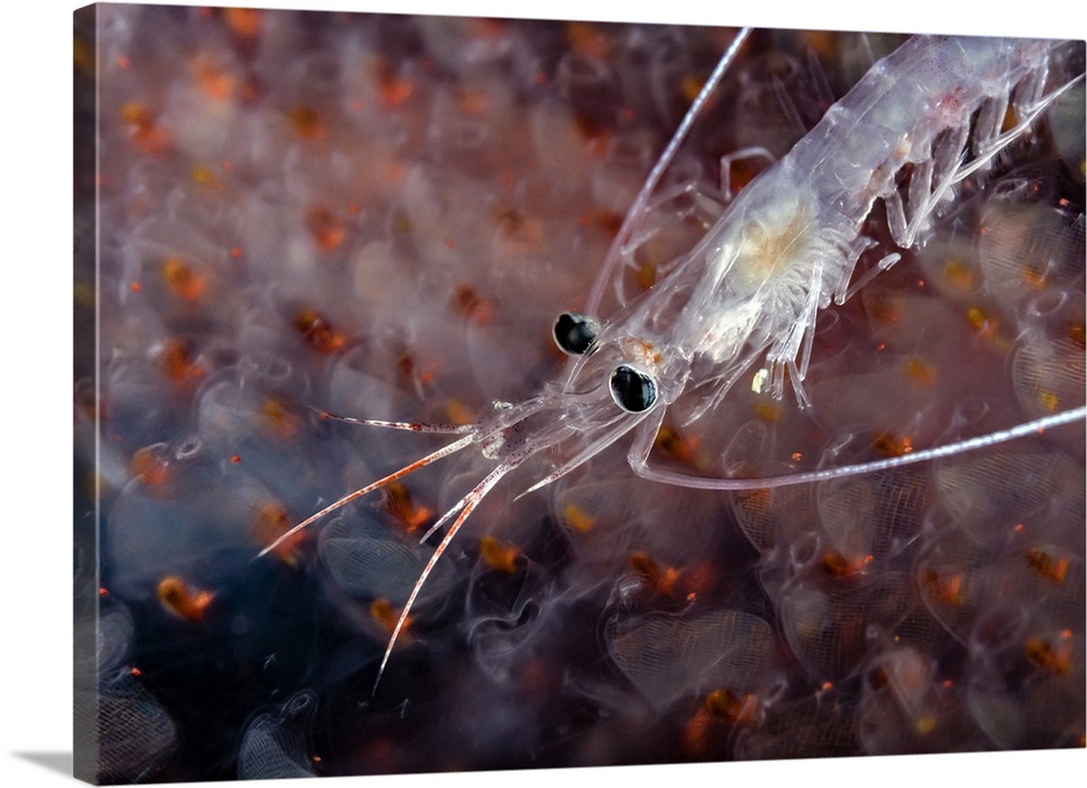 Undescribed shrimp larva on egg sack, Romblon, Philippines.
