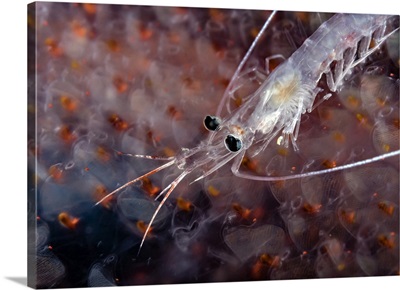 Undescribed shrimp larva on egg sack, Romblon, Philippines