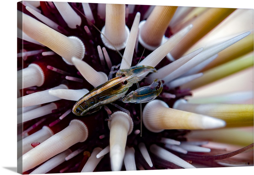 Undescribed urchin shrimp, Romblon, Philippines.